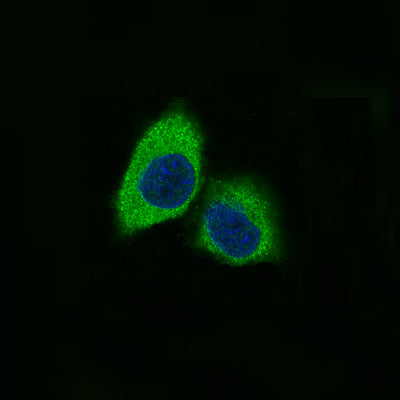 Anti-Nestin Rabbit Polyclonal Antibody