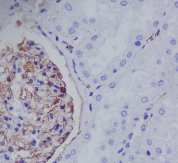 Anti-Nestin Rabbit Polyclonal Antibody
