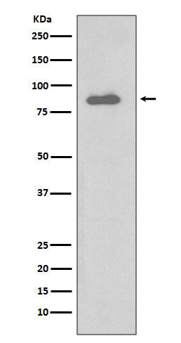 Anti-IKK alpha Rabbit Polyclonal Antibody