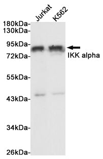 Anti-IKK alpha Rabbit Polyclonal Antibody