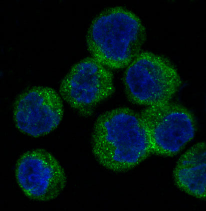 Anti-APG5L Rabbit Polyclonal Antibody