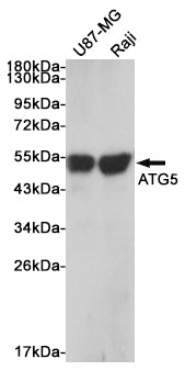 Anti-APG5L Rabbit Polyclonal Antibody