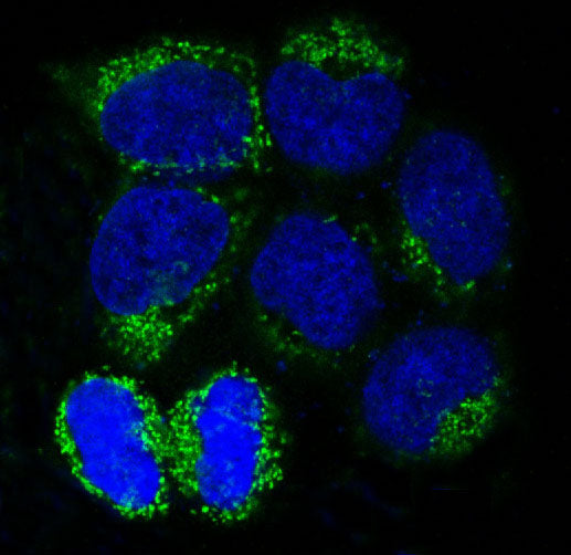 Anti-LC3B Rabbit Polyclonal Antibody