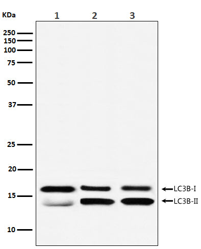 Anti-LC3B Rabbit Polyclonal Antibody