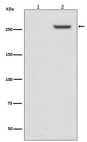 Anti-Phospho-mTOR (Ser2481) Rabbit Polyclonal Antibody