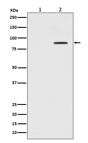 Anti-Phospho-STAT3 (Tyr705) Rabbit Polyclonal Antibody