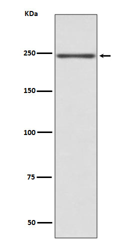 Anti-MYH6 Rabbit Polyclonal Antibody