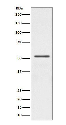 Anti-Parkin Rabbit Polyclonal Antibody