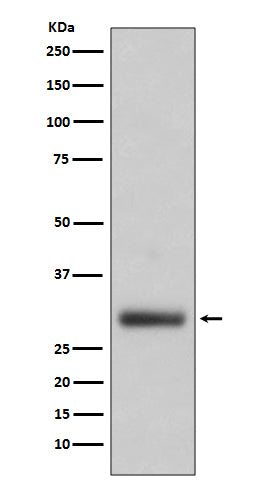 Anti-Neutrophil Elastase Rabbit Polyclonal Antibody