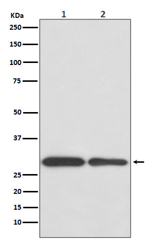 Anti-BNIP3 Rabbit Polyclonal Antibody