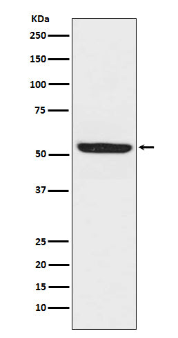 Anti-SPHK1 Rabbit Polyclonal Antibody