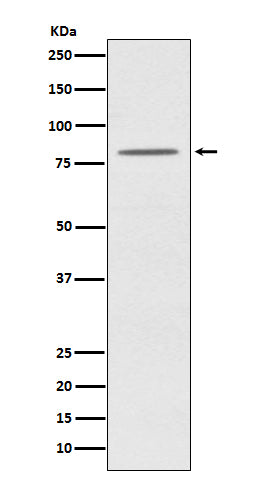 Anti-OPA1 Rabbit Polyclonal Antibody