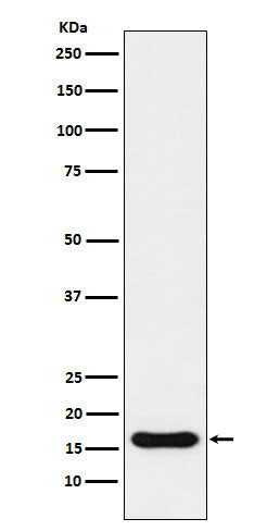 Anti-Iba1 Rabbit Polyclonal Antibody