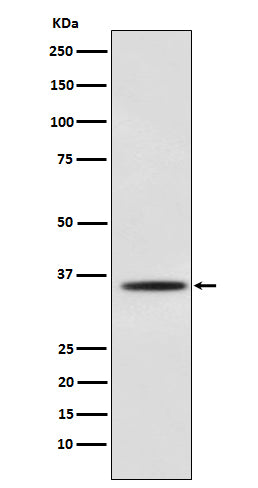 Anti-Myogenin Rabbit Polyclonal Antibody