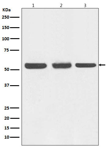 Anti-Beclin 1 Rabbit Polyclonal Antibody
