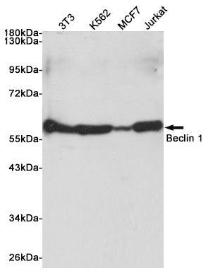 Anti-Beclin 1 Rabbit Polyclonal Antibody