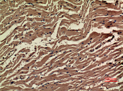 Anti-VEGFA Rabbit Polyclonal Antibody