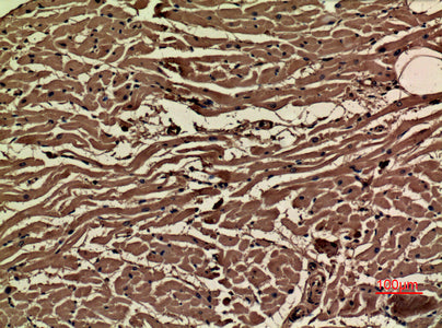 Anti-VEGFA Rabbit Polyclonal Antibody