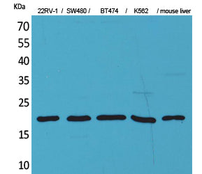 Anti-VEGFA Rabbit Polyclonal Antibody