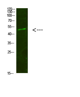 Anti-Smad1/5/9 Rabbit Polyclonal Antibody