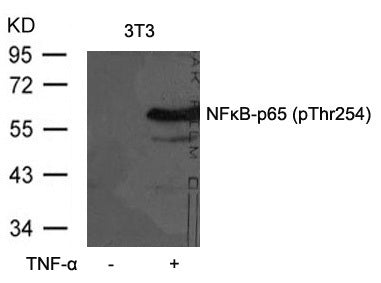 Anti-Phospho-NF-KB p65 (Thr254) Rabbit Polyclonal Antibody