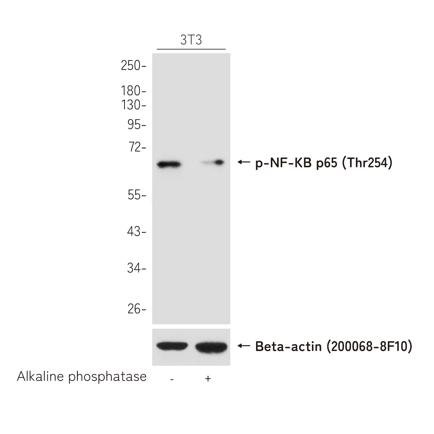 Anti-Phospho-NF-KB p65 (Thr254) Rabbit Polyclonal Antibody