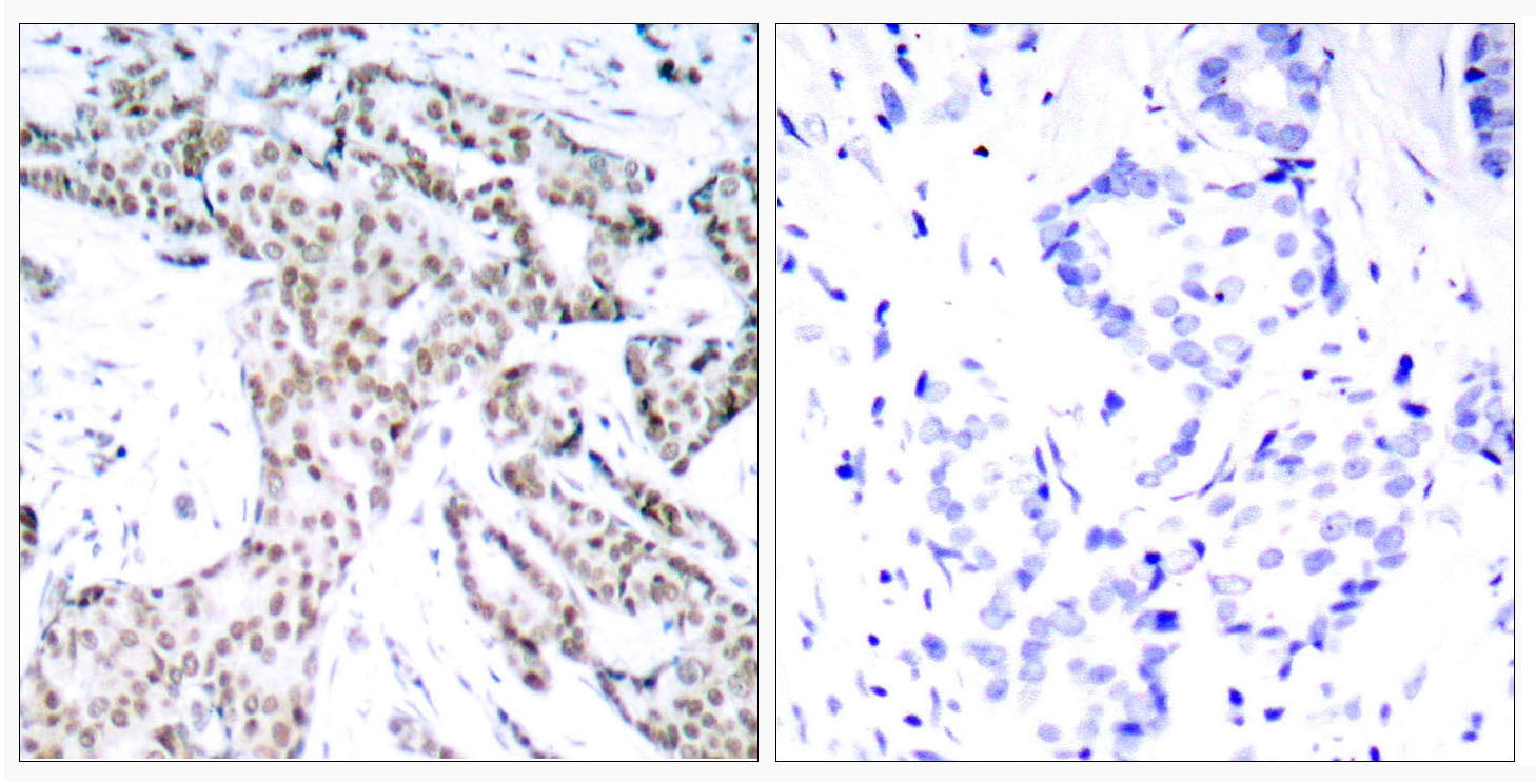 Anti-Phospho-STAT3 (Ser727) Rabbit Polyclonal Antibody