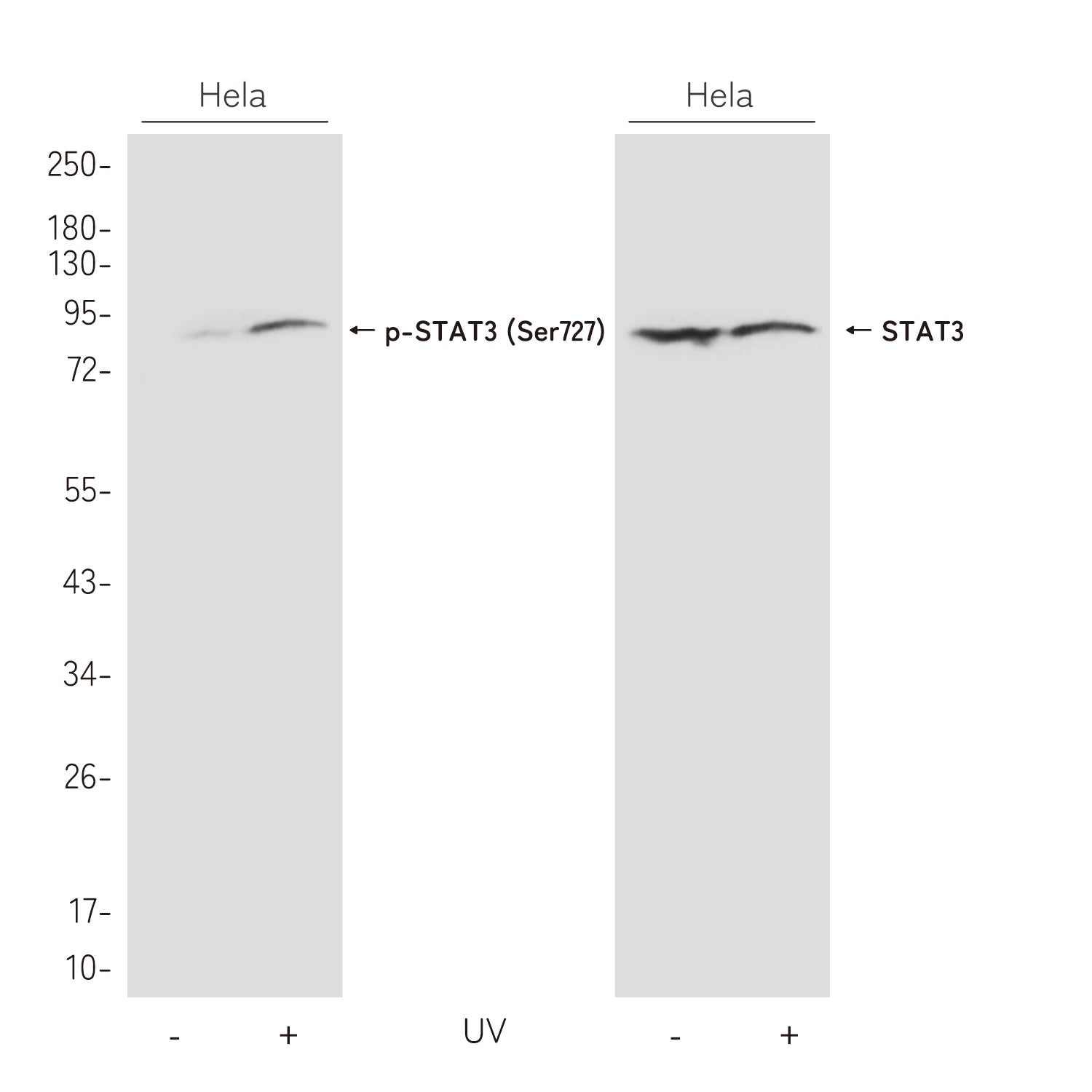 Anti-Phospho-STAT3 (Ser727) Rabbit Polyclonal Antibody