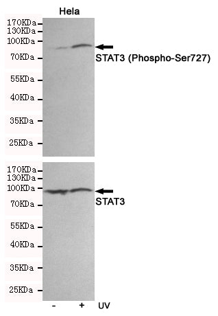 Anti-Phospho-STAT3 (Ser727) Rabbit Polyclonal Antibody
