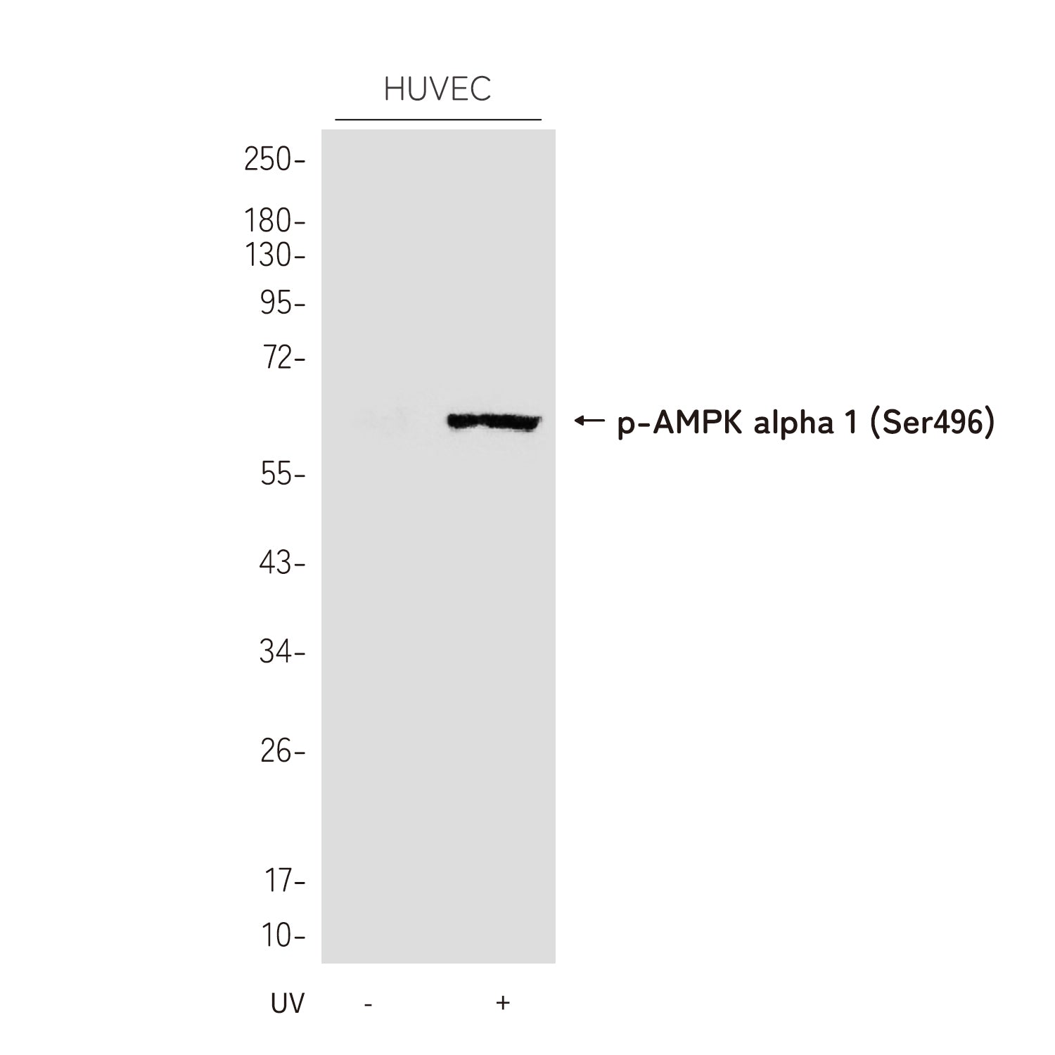 Anti-Phospho-AMPK alpha 1 (Ser496) Rabbit Polyclonal Antibody