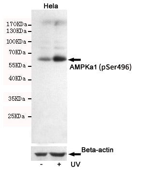 Anti-Phospho-AMPK alpha 1 (Ser496) Rabbit Polyclonal Antibody