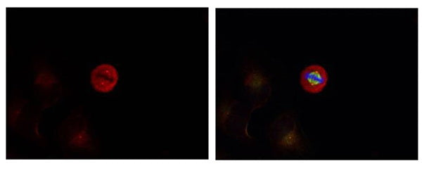 Anti-Phospho-ERK1/2 (Tyr204/Tyr187) Rabbit Polyclonal Antibody