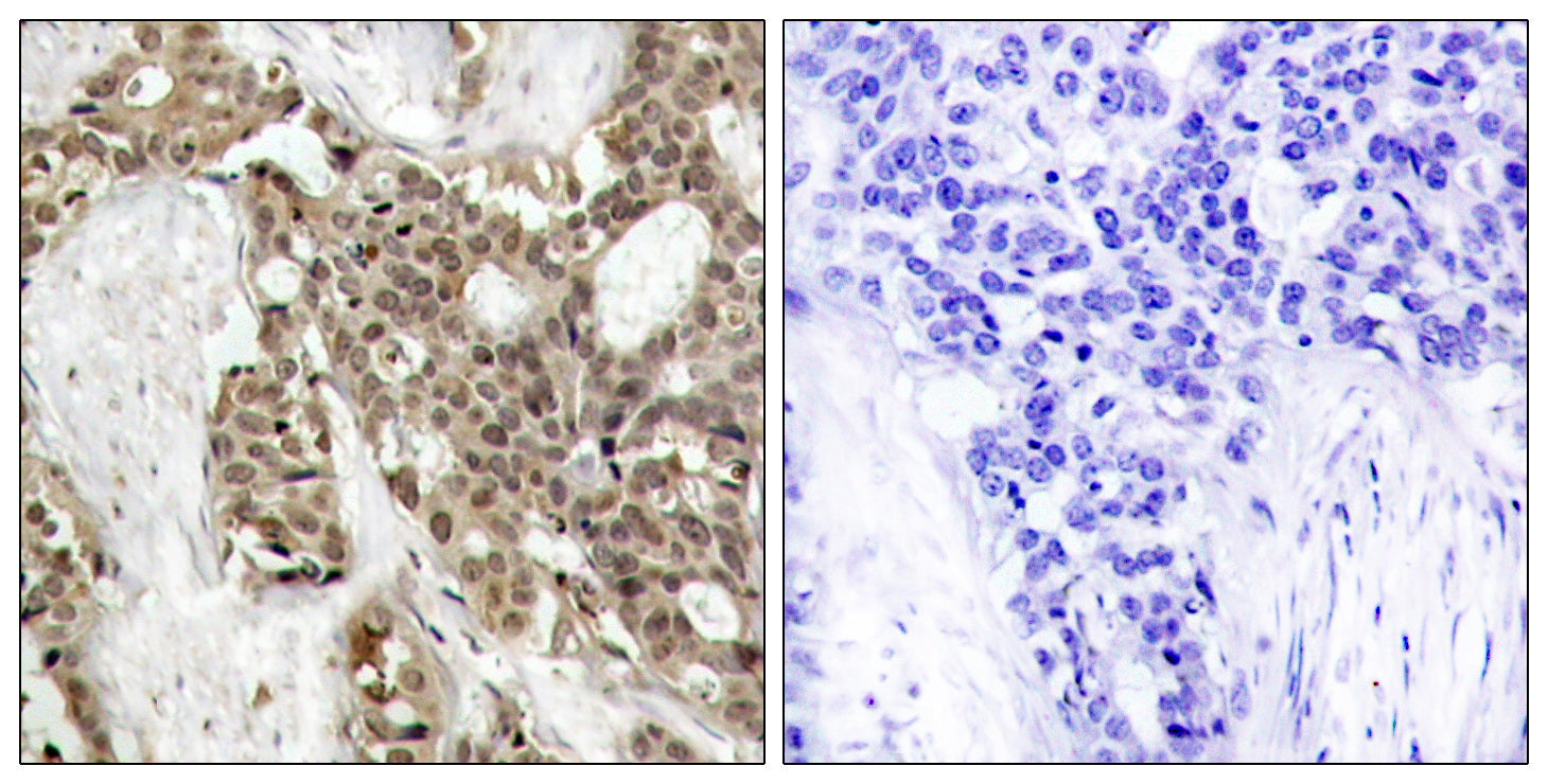Anti-Phospho-ERK1/2 (Tyr204/Tyr187) Rabbit Polyclonal Antibody