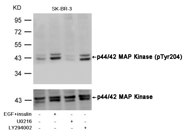 Anti-Phospho-ERK1/2 (Tyr204/Tyr187) Rabbit Polyclonal Antibody