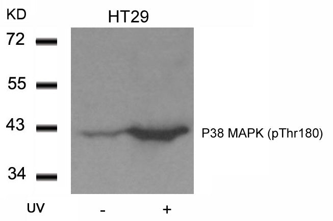 Anti-Phospho-p38 (Thr180) Rabbit Polyclonal Antibody