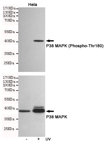 Anti-Phospho-p38 (Thr180) Rabbit Polyclonal Antibody
