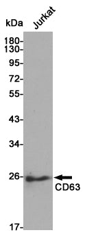 Anti-CD63 Rabbit Polyclonal Antibody