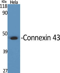 Anti-Connexin 43 Rabbit Polyclonal Antibody