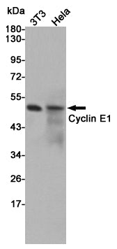 Anti-Cyclin E1 Rabbit Polyclonal Antibody