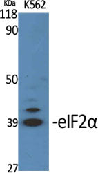 Anti-eIF2A Rabbit Polyclonal Antibody