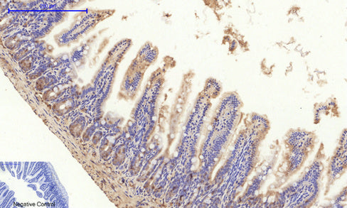 Anti-HIF1 alpha Rabbit Polyclonal Antibody