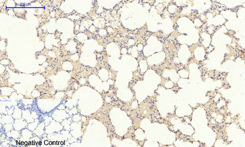 Anti-HIF1 alpha Rabbit Polyclonal Antibody