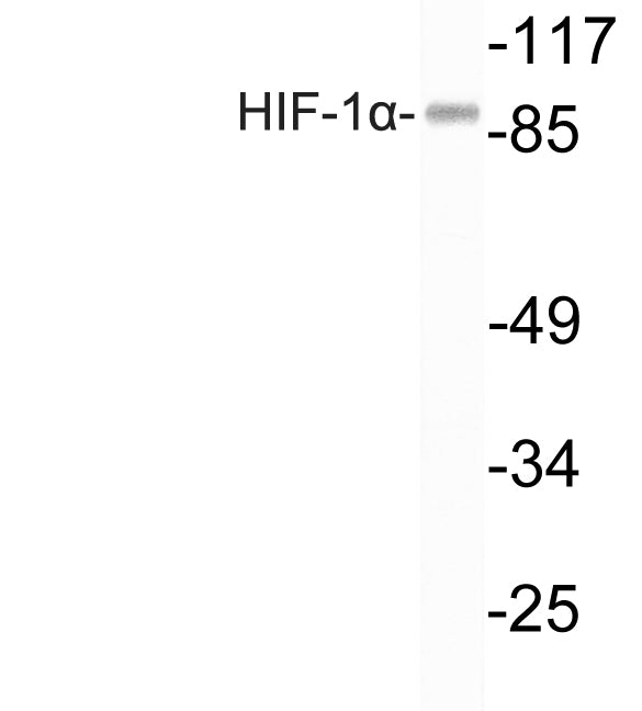 Anti-HIF1 alpha Rabbit Polyclonal Antibody