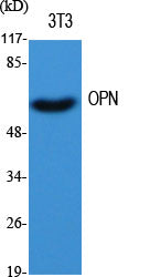 Anti-Osteopontin Rabbit Polyclonal Antibody