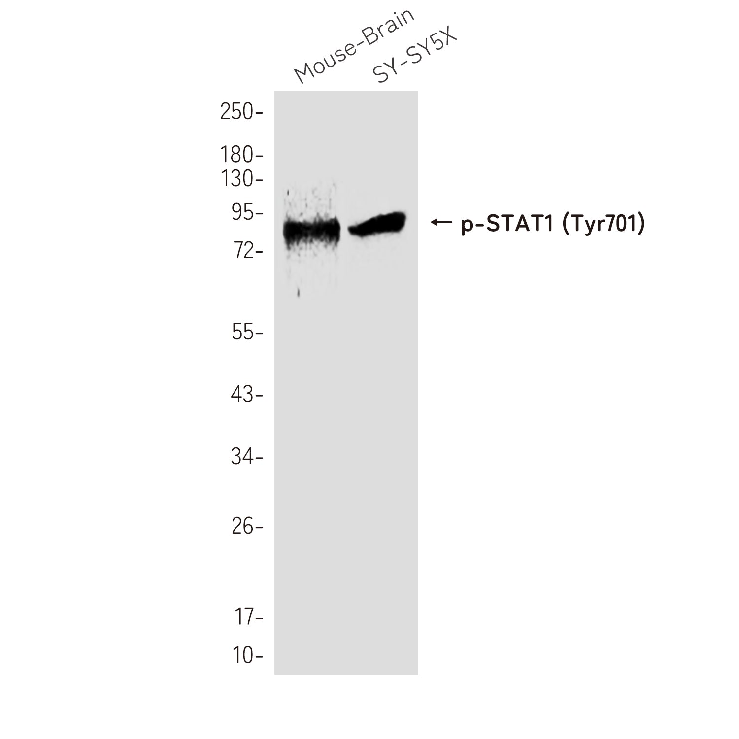 Anti-Phospho-STAT1 (Tyr701) Rabbit Polyclonal Antibody