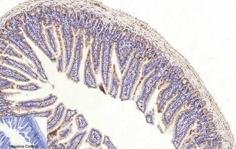 Anti-Cleaved-Caspase 3 p17 Rabbit Polyclonal Antibody