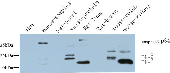 Anti-Cleaved-Caspase 3 p17 Rabbit Polyclonal Antibody