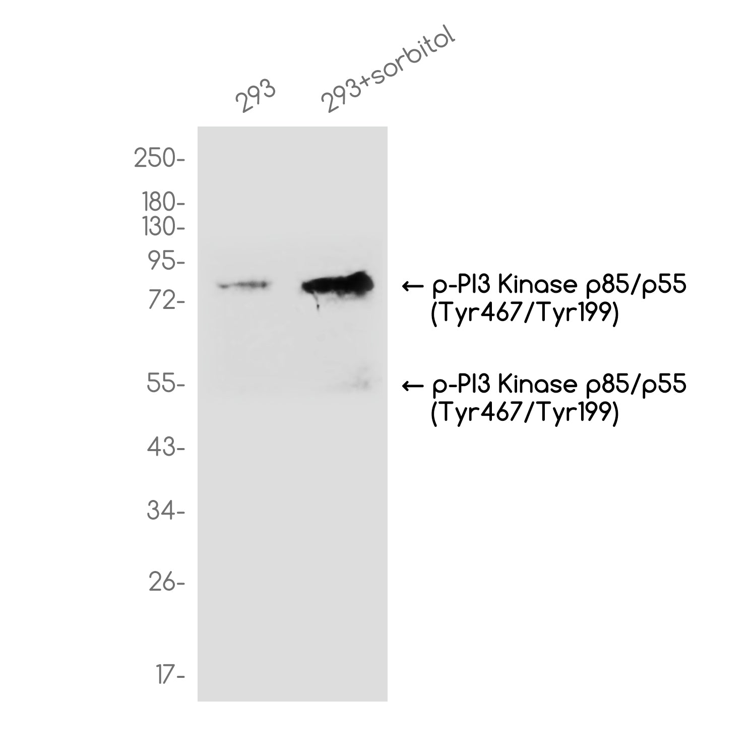 Anti-Phospho-PI3 Kinase p85/p55 (Tyr467/Tyr199) Rabbit Polyclonal Antibody