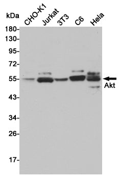 Anti-AKT Rabbit Polyclonal Antibody