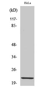 Anti-Claudin 1 Rabbit Polyclonal Antibody